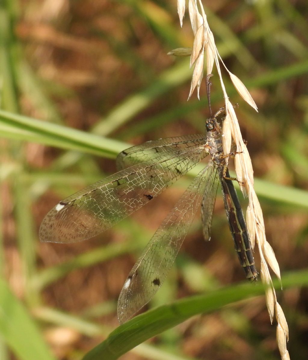 Myrmeleontidae ID